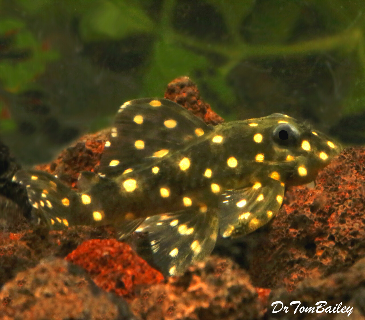 Premium Rare WILD, Mustard Spot Pleco, Panaqolus albomaculatus, LDA031