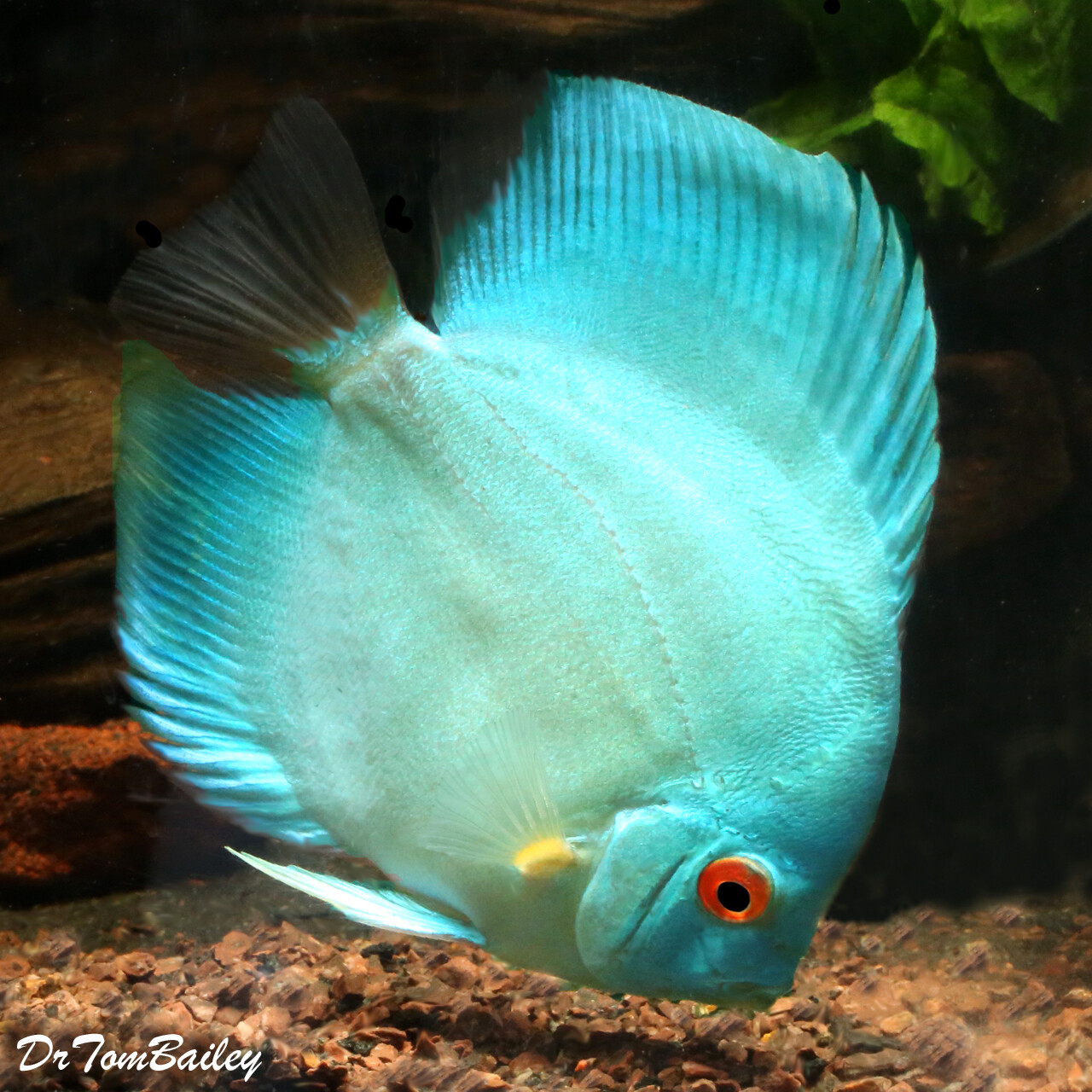 Premium New Cobalt Blue Discus
