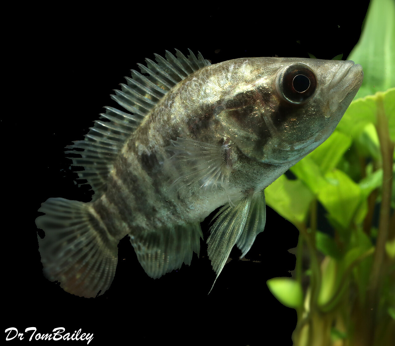 Premium New Rare, Jaguar Cichlid, Parachromis managuensis