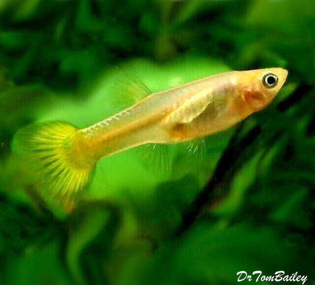 Premium FEMALE Gold Cobra Fancy Guppy, on SALE