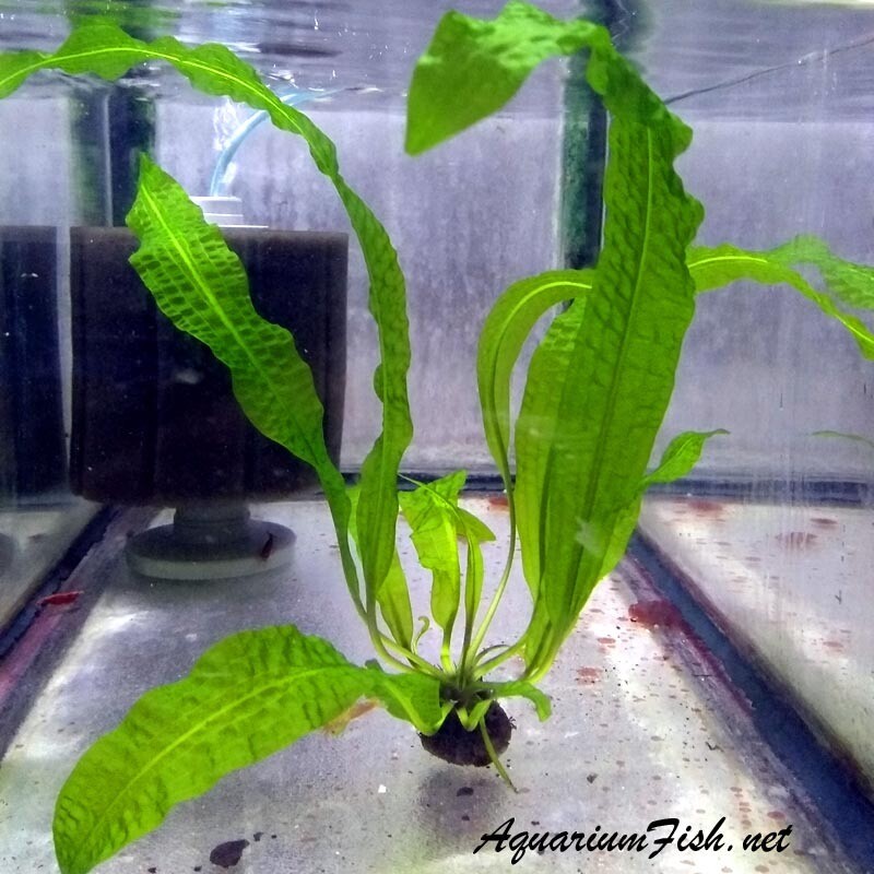 Premium RARE and New, Aponogeton Boivinianus Plant