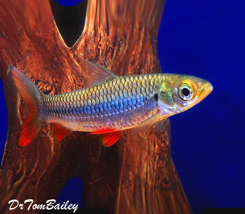 Premium Rare WILD, Greater Scissortail Rasbora, Rasbora caudimaculata