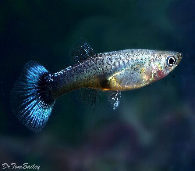 premium-female-blue-cobra-fancy-guppy-on-sal-e