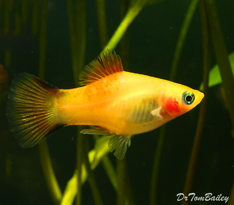 Premium Gold Twin Bar Platy