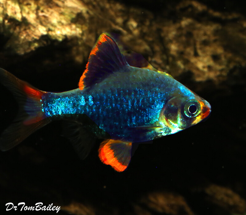Premium Emerald Green Tiger Barb