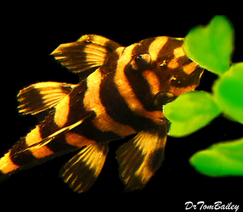 Premium Rare and WILD, Butterfly Pleco, L168