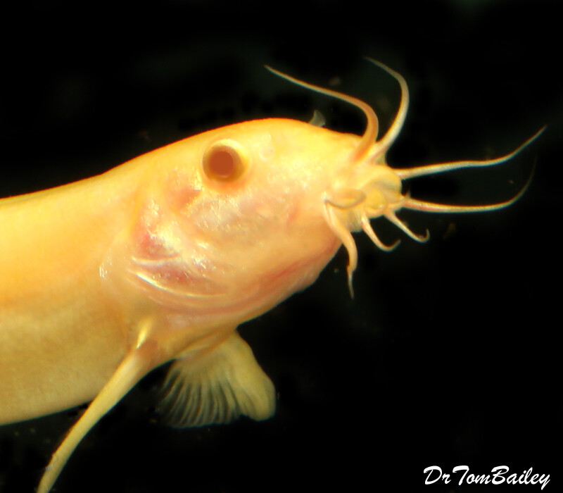 Premium New, Red Eye Gold Weather Loach