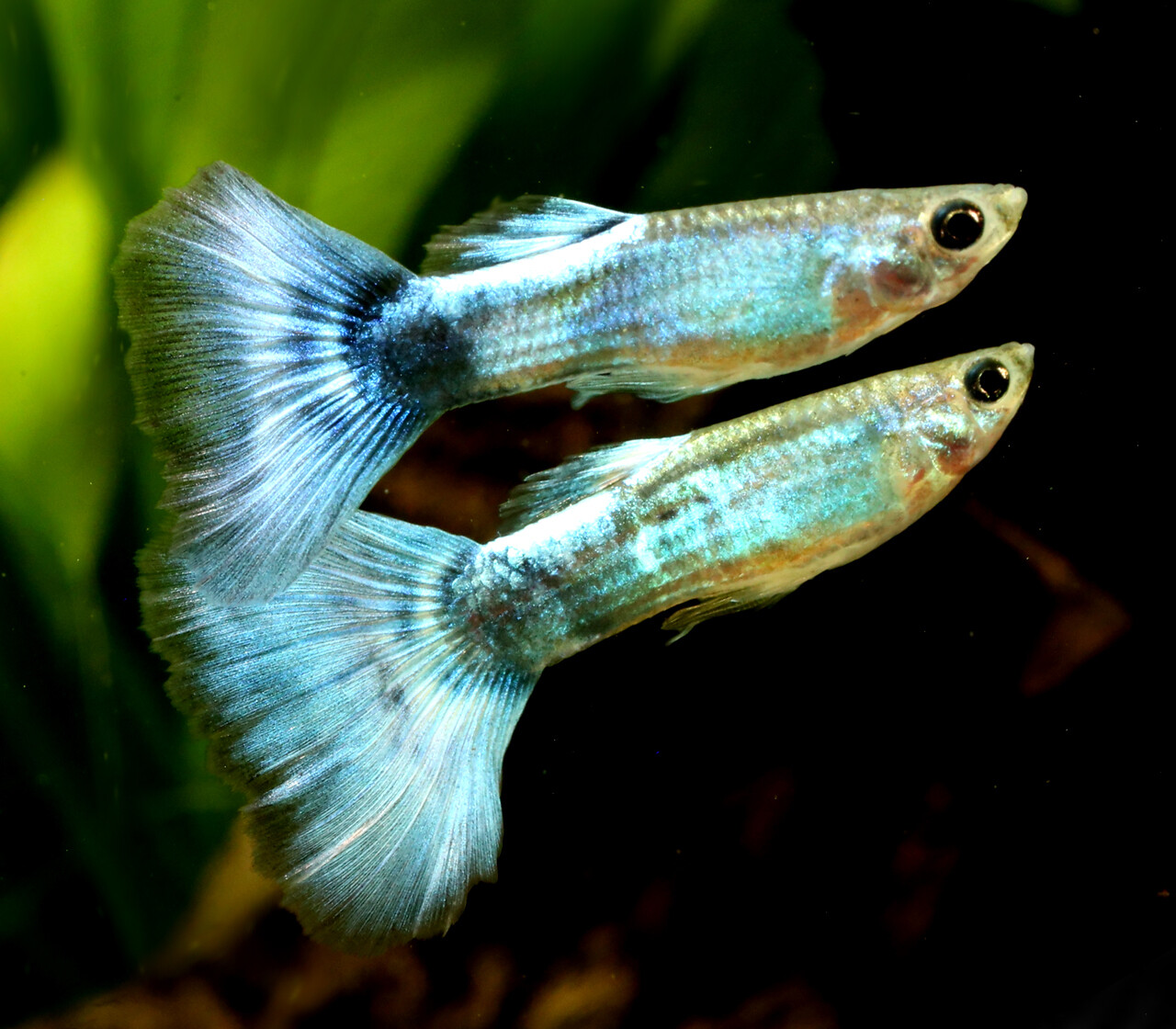 Premium MALE Blue Diamond Fancy Guppy