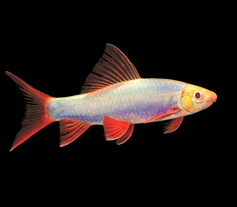 Premium Galactic VeryPurple GloFish Rainbow Shark