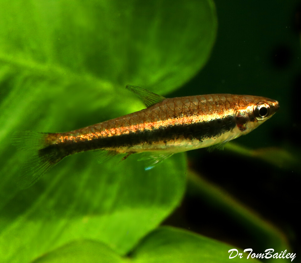 Premium Beckford's Pencilfish