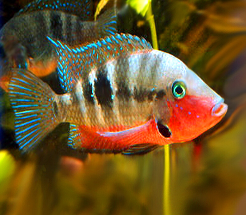 Premium Firemouth Cichlid
