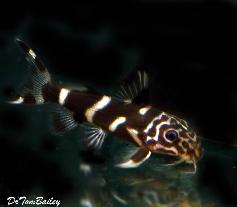 Premium Rare New, Mustard Synodontis Catfish from Lake Tanganyika