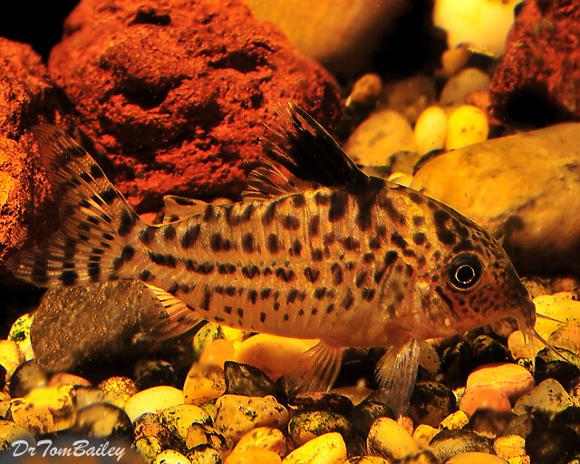 Premium WILD, Melanistius Corydoras Catfish