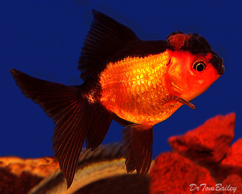 Premium Rare Red and Black Oranda Goldfish