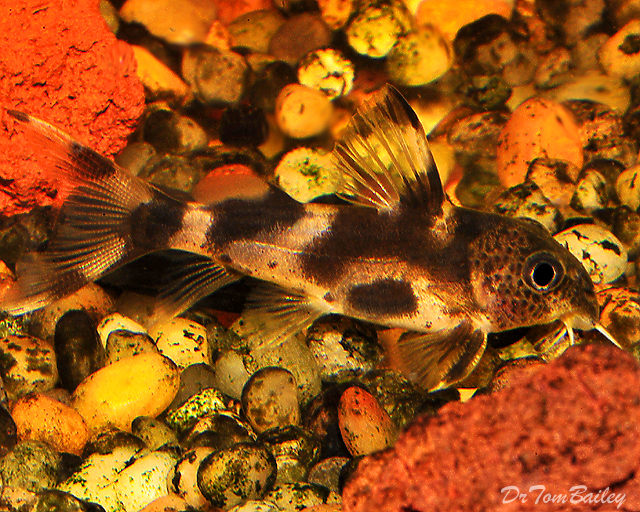 Premium, Rare, Synodontis Decorus Catfish, 1.5" to 2" long