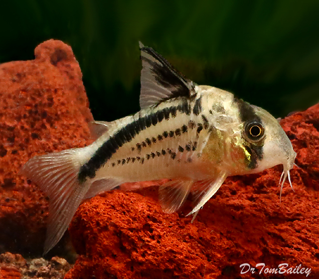 Premium WILD, New and Rare Loxozonus Corydoras Catfish