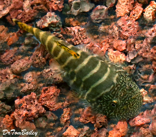 Premium Rare Tiger Butterfly Loach