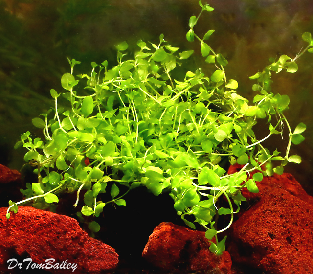 Premium Monte Carlo, Potted Plant