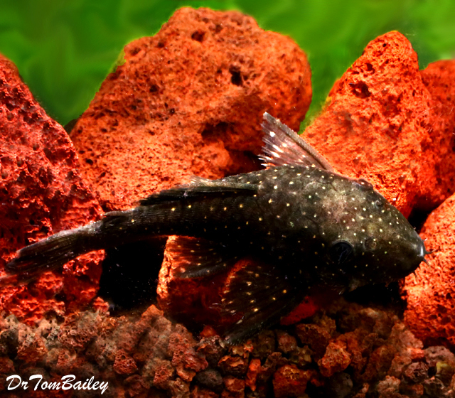 Premium WILD, Spotted Bristlenose Pleco, L255