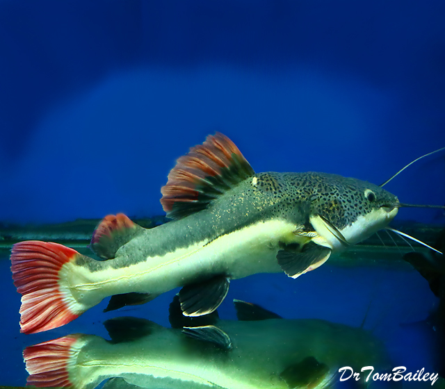 South American Redtail Catfish for Sale