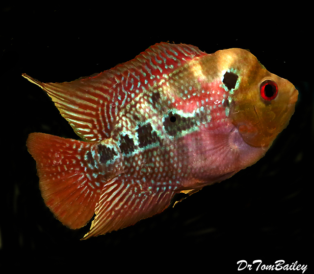 Premium Rare and New, NeoDragon Flowerhorn Cichlid