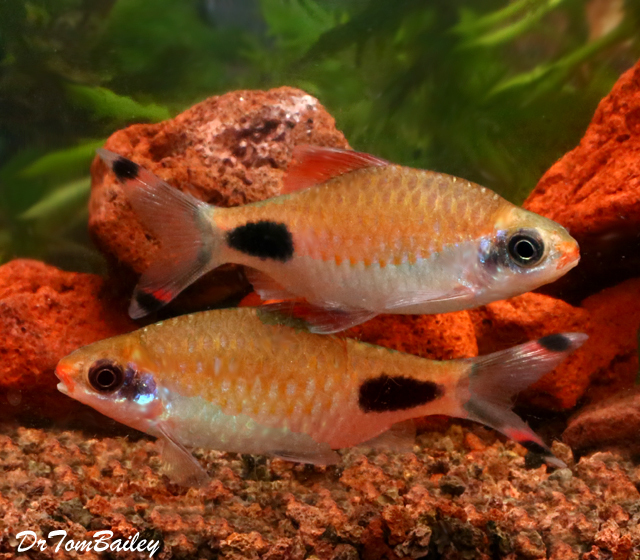 Premium New, Rare Mascara Barb