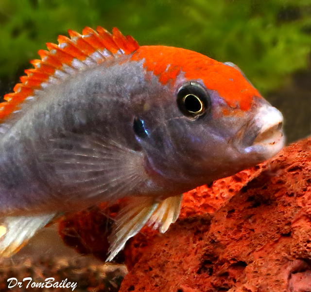 Premium Red Top Ndumbi Mbuna Cichlid