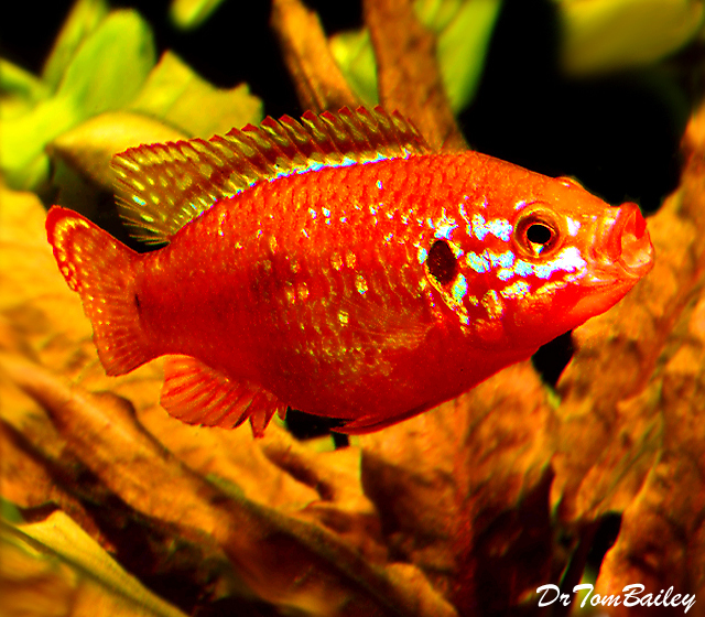 Premium Red Diamond Jewel Cichlid
