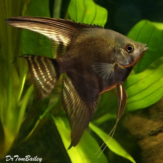 Premium Black Lace Angelfish