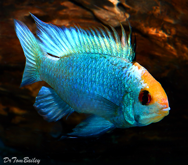 Premium Electric Blue Ram Cichlid, 1" to 1.5" long