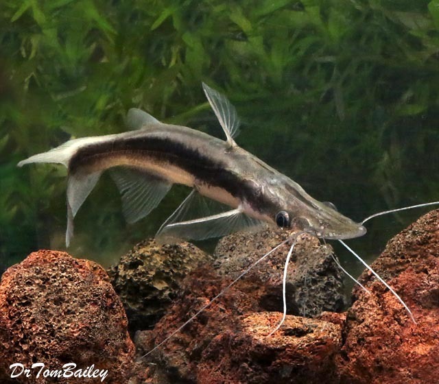 Premium WILD, Lima Shovelnose Catfish, Size 5" to 6"
