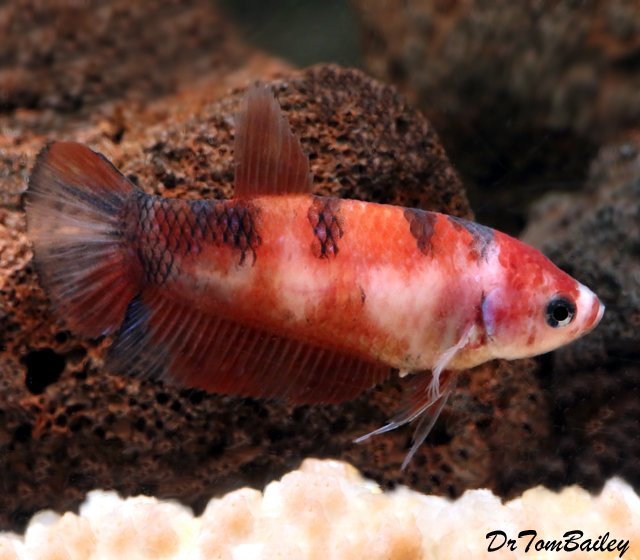 Premium FEMALE WYSIWYG, Rare Showa Koi Betta Fish