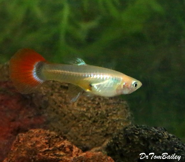 Premium FEMALE Gold Red Tuxedo Fancy Guppy
