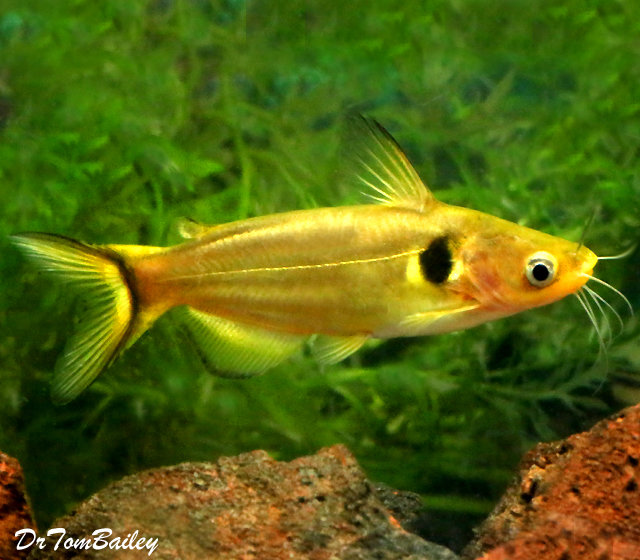 Premium Golden Sun Catfish