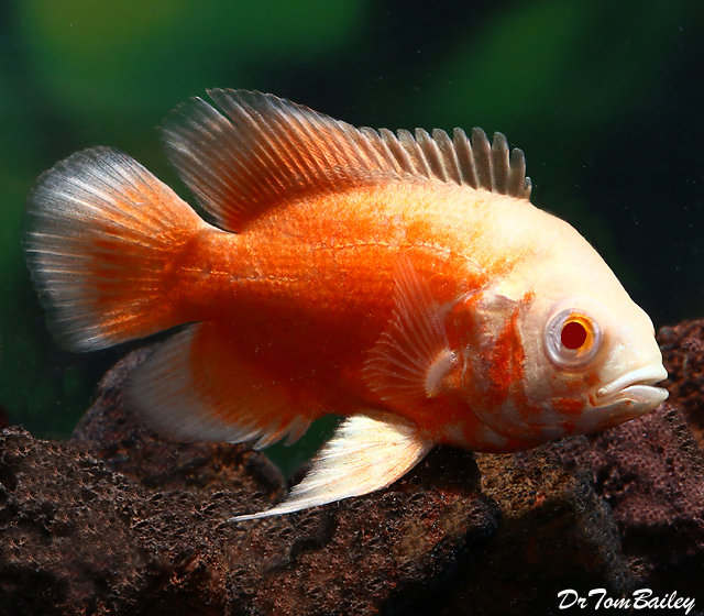 Premium Albino Ruby Oscar Cichlid