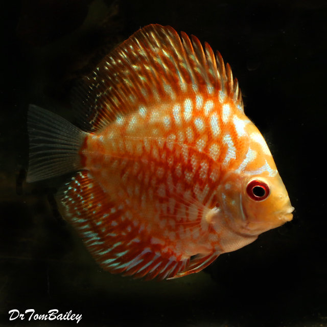 Premium Pigeon Blood Discus