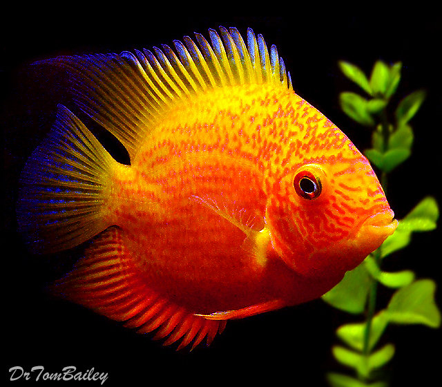 Severum Cichlids