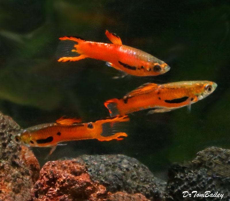 Premium MALE Rare Red Scarlet Endler's Livebearer, Nano Fish