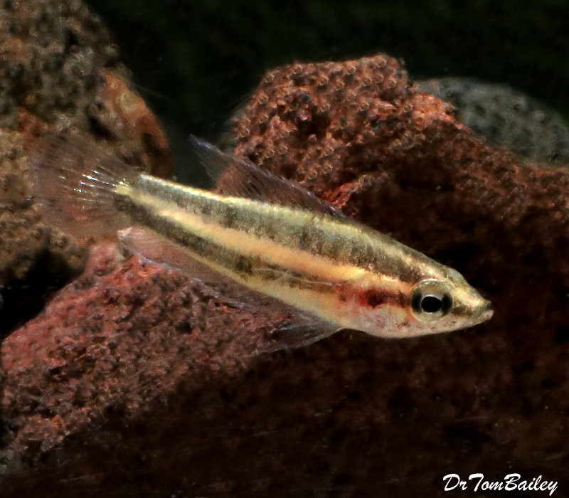 Premium WILD, Rare Blue Licorice Gourami, Size 1" to 1.2"