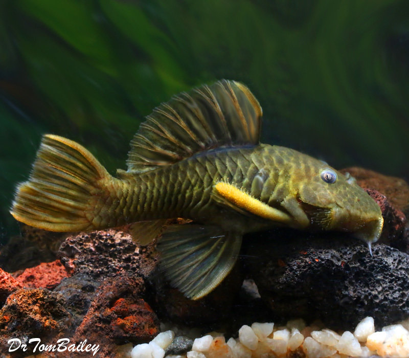 Premium WILD, Rare Chubby Plecostomus