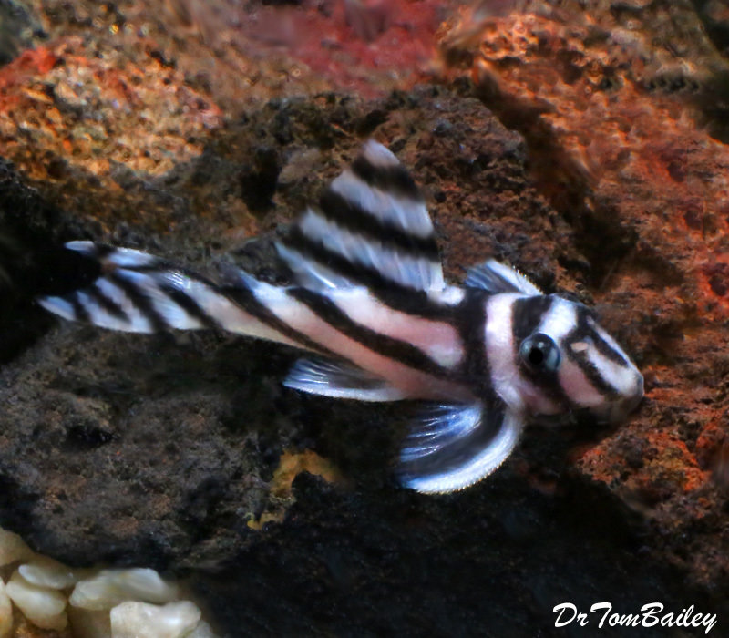Premium True Zebra Plecostomus, L046