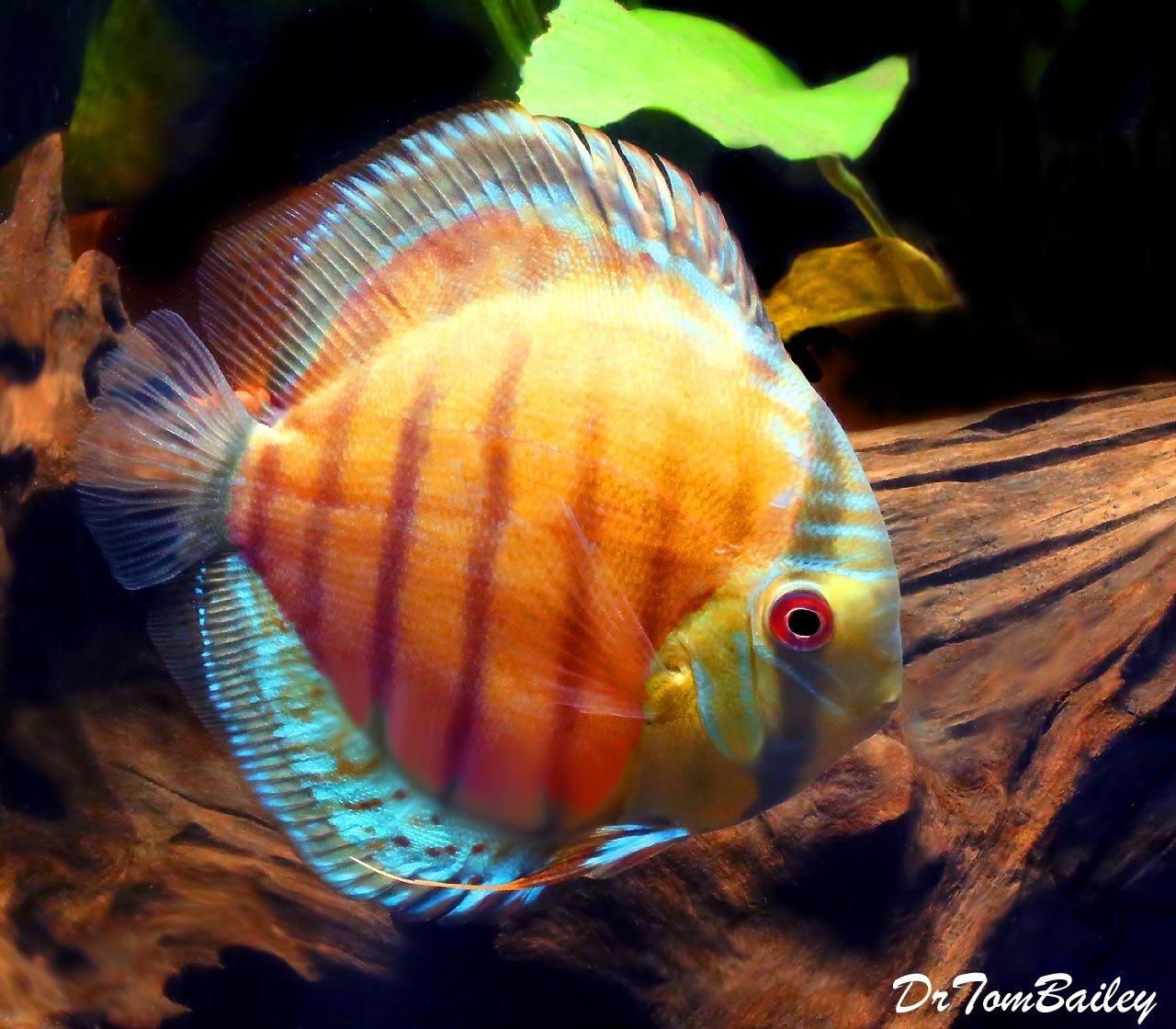 Premium WILD, Green Discus