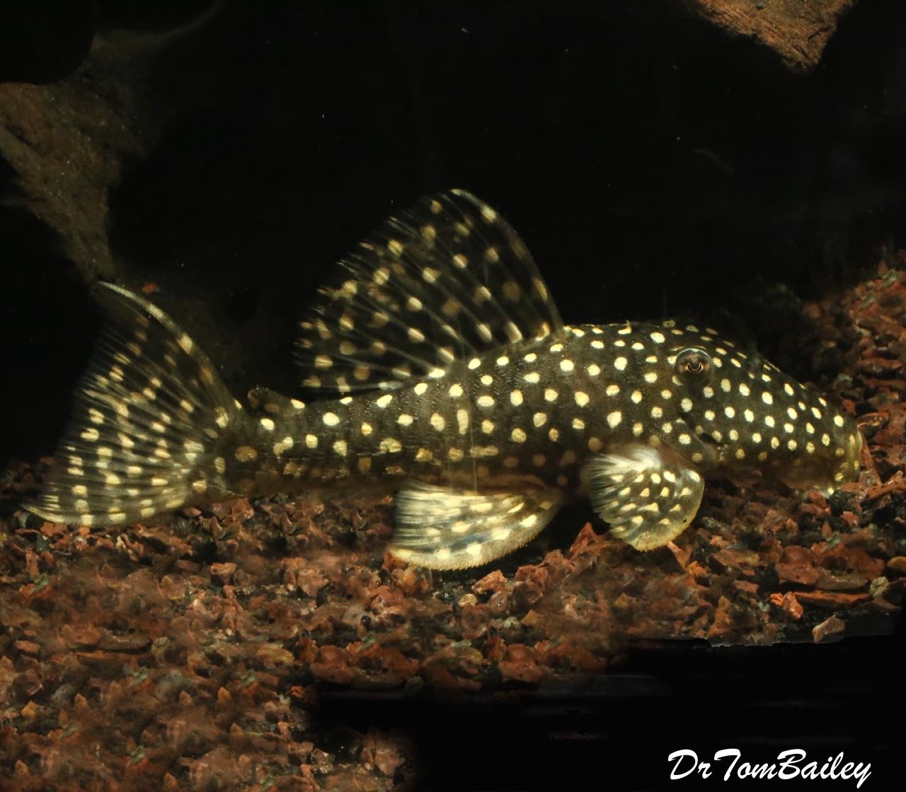 Premium Rare WILD, Angelicus Plecostomus, L004, Size 3.5" to 4"