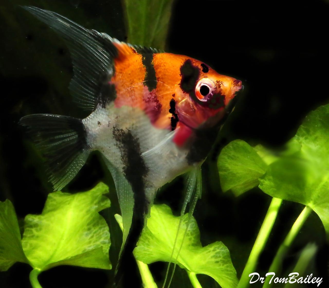 Premium Select Koi Angelfish