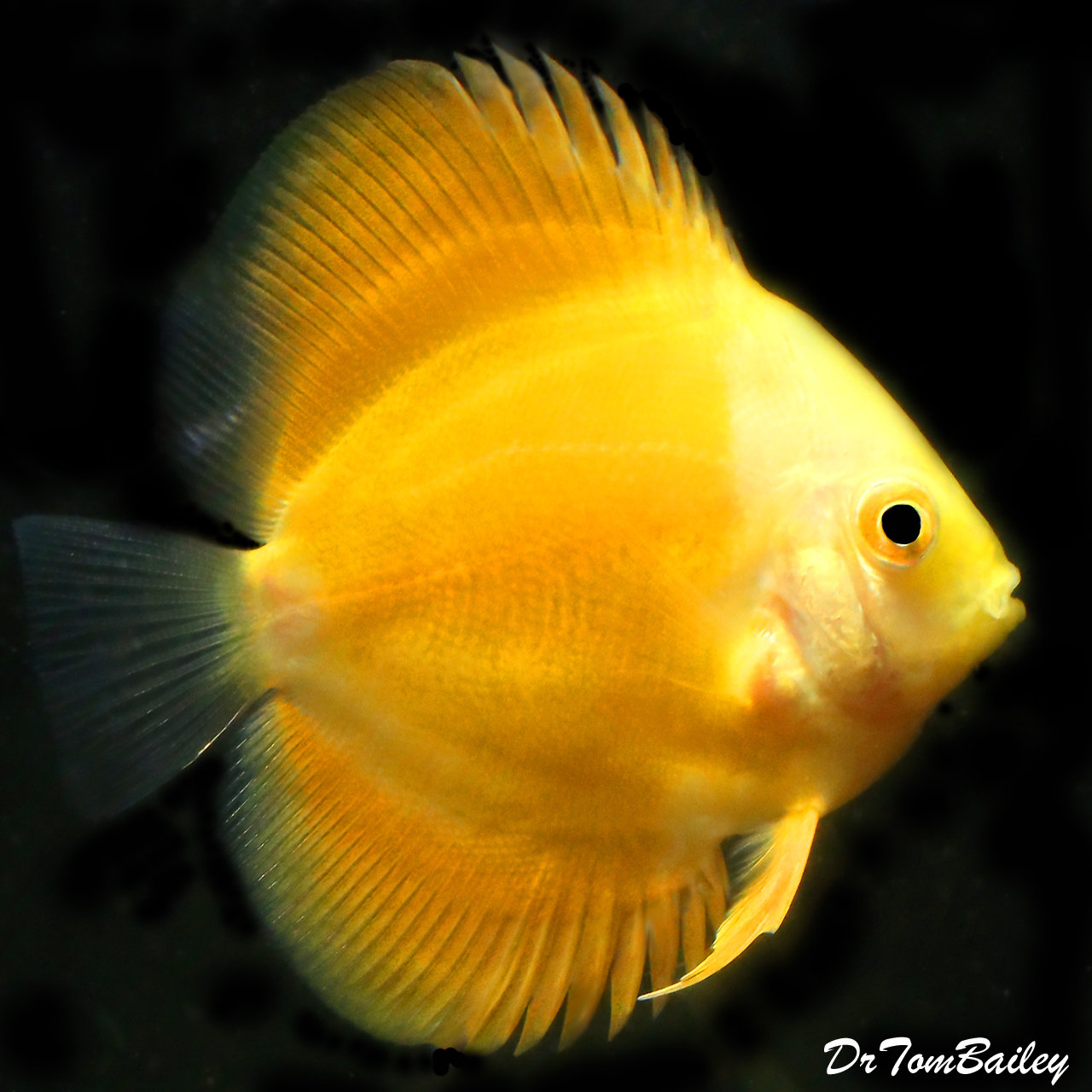 Premium Rare New, WYSIWYG Yellow Marlboro Discus