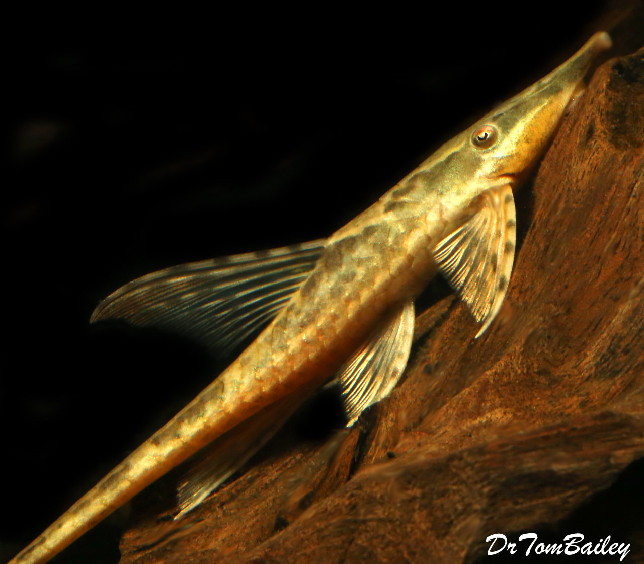 Premium New, WILD, and Rare! Royal Farlowella Catfish