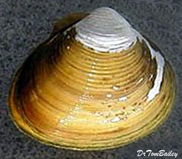 Premium Golden Freshwater Clam