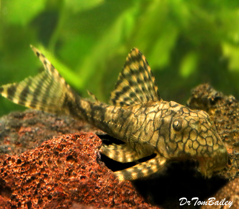 Premium WILD, Rare Plecostomus, L037
