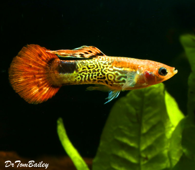 Premium MALE Red Cobra Fancy Guppy, on SALE