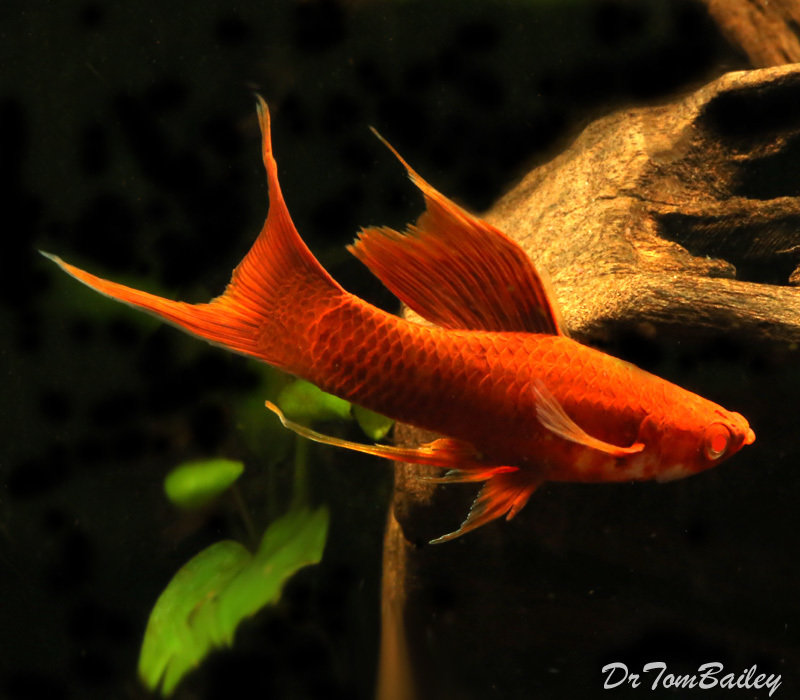Premium Rare RedEye Red Lyretail Swordtail, on SALE